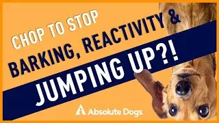 Neuter Your Dog to Stop Barking, Reactivity and Jumping Up?!