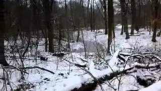 Марик на прогулке в лесу. Marko is walking in the forest.