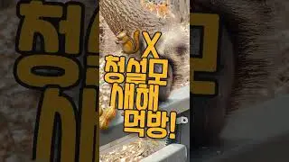[Vlog] 청솔모 새해 먹방 :청솔모가 땅콩 먹는 법