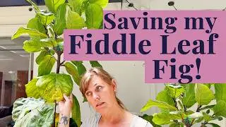Fiddle Leaf Fig: The Ultimate guide to care & repotting