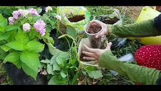 Hydrangea seedlings