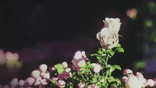 Before You Exit - Looking Glass (Official Audio)