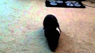 Bean Binky