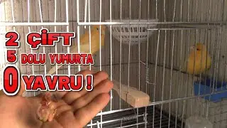 Kanarya Üretememek !!. 😕