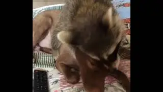 Любвеобильный енот Тема и собака Верона /  Loving raccoon Tema and dog Verona