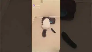 Огуречная подборка, почему #cat бояться огурцов, кошки и огурцы смех и грех #огурец #прикол