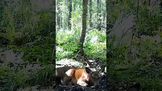Олень відпочиває  #shorts #short #deer