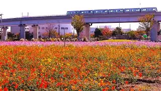 4K【神戸市/ポートアイランド・コスモス見頃/2024】11/8(金)☆計算科学センター駅 ☆市民広場駅