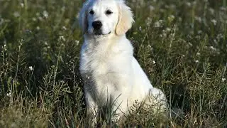 Discover the Adorable Golden Retriever Poodle Mix - Is This the Perfect Dog Breed for You?