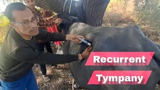 Recurrent Tympany#bufalo#animal treatment #