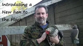 HOW TO Safely Introduce a New Hen to the Flock | Moving Chickens