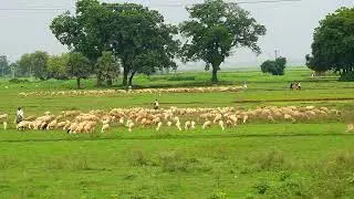 natural video, 21, sheep