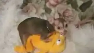 Horny, Angry Chihuahua