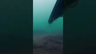 Подводная охота Каспий #fishing #море #spearfishing #рыба #рыбалка #carp #fish
