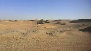 White Oryx in Dubai Desert 27.01.2022