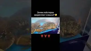 Кто знает, зачем лобстеру так закрепляют клешни? 🤔