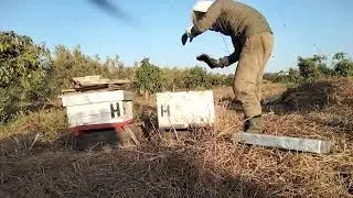 موسم فرز عسل النحل|تربية النحل في فصل الصيف