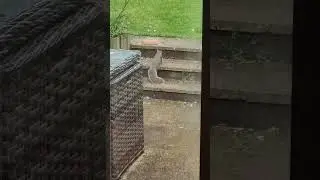 Squirrel eating 🐿️ #squirrel #england #cute