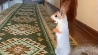 Белка Чип ядро Ореха чистит от кожуры ☝️😎 
