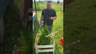 Прирост туи 20 см в неделю, новый метод 