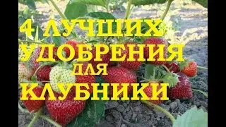4 лучших удобрения для клубники