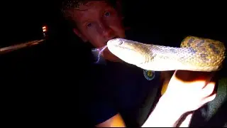The Largest Water Snake!