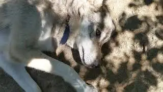 Free Fur All Charity Video