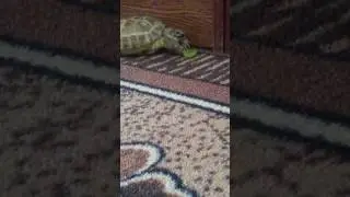 Купили черепашонка (Соня)🐢кушаем