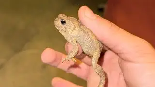 Looking for frogs in my backyard