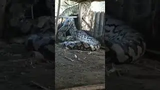 #reticulatedpython #reticulatus #pyton #ularjumbo