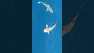 Ikan hiu besar di raja ampat