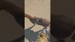 Rust Байт Ради Лошади в Раст ...