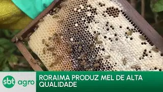 SBT News Agro - 02/09/2024: Mel de Roraima conquista espaço no agronégocio