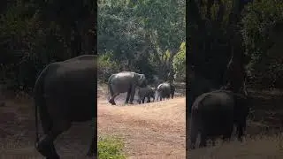 Yala National Park At Sri Lanka #wildlife #srilanka #yalanationalpark