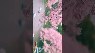 Tokyo Sakura - FX30 #sony