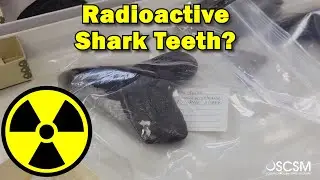 Radioactive Shark Teeth?