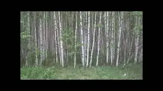 Березы