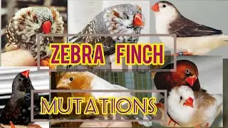zebra finches mutations. different kinds of zebra finches.