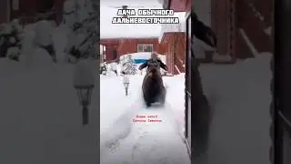 Медведь пришел в дом 