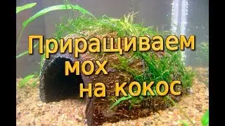 Приращиваем мох на кокос