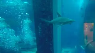 Swimming with sharks - promo