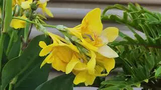 POEMA: 