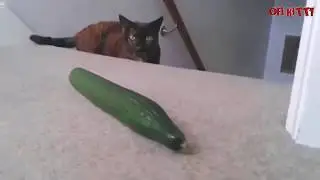 Kucing 🐈 takut sama timun