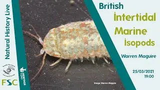 British Intertidal Marine Isopods