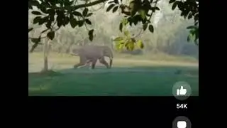 Angry Elephant hit a Man