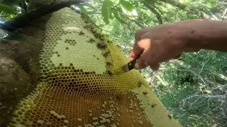[ HENEY HUNTNG ] Honey Harvest From A Large Honeycomb 15m High Without Protection!!