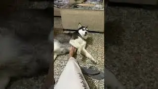 Cutest dog husky and Rottweiler | Roxy Cheeni | review reloaded | 