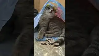 Сура Аль-Фаляк #коран #аяты #суры #quran #котики#питомцы