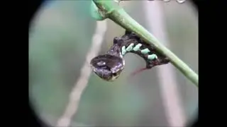 Yılan Taklidi Yapan Tırtıl