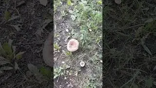 Сходил за грибами...